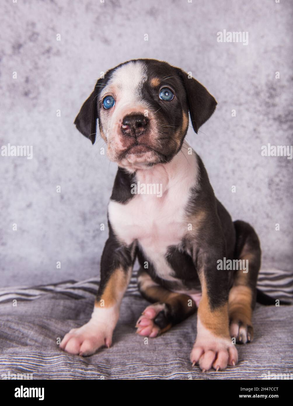 Louisiana Catahoula Leopard Dog puppy close up portrait Stock Photo - Alamy