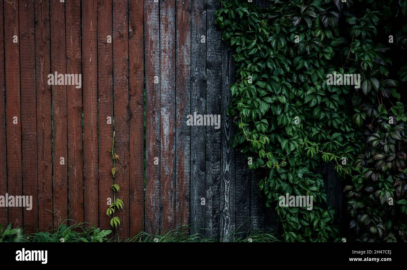 Old wooden fence covered with green ivy Stock Photo - Alamy