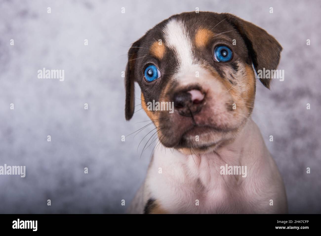 Louisiana Catahoula Leopard Dog puppy close up portrait Stock Photo - Alamy
