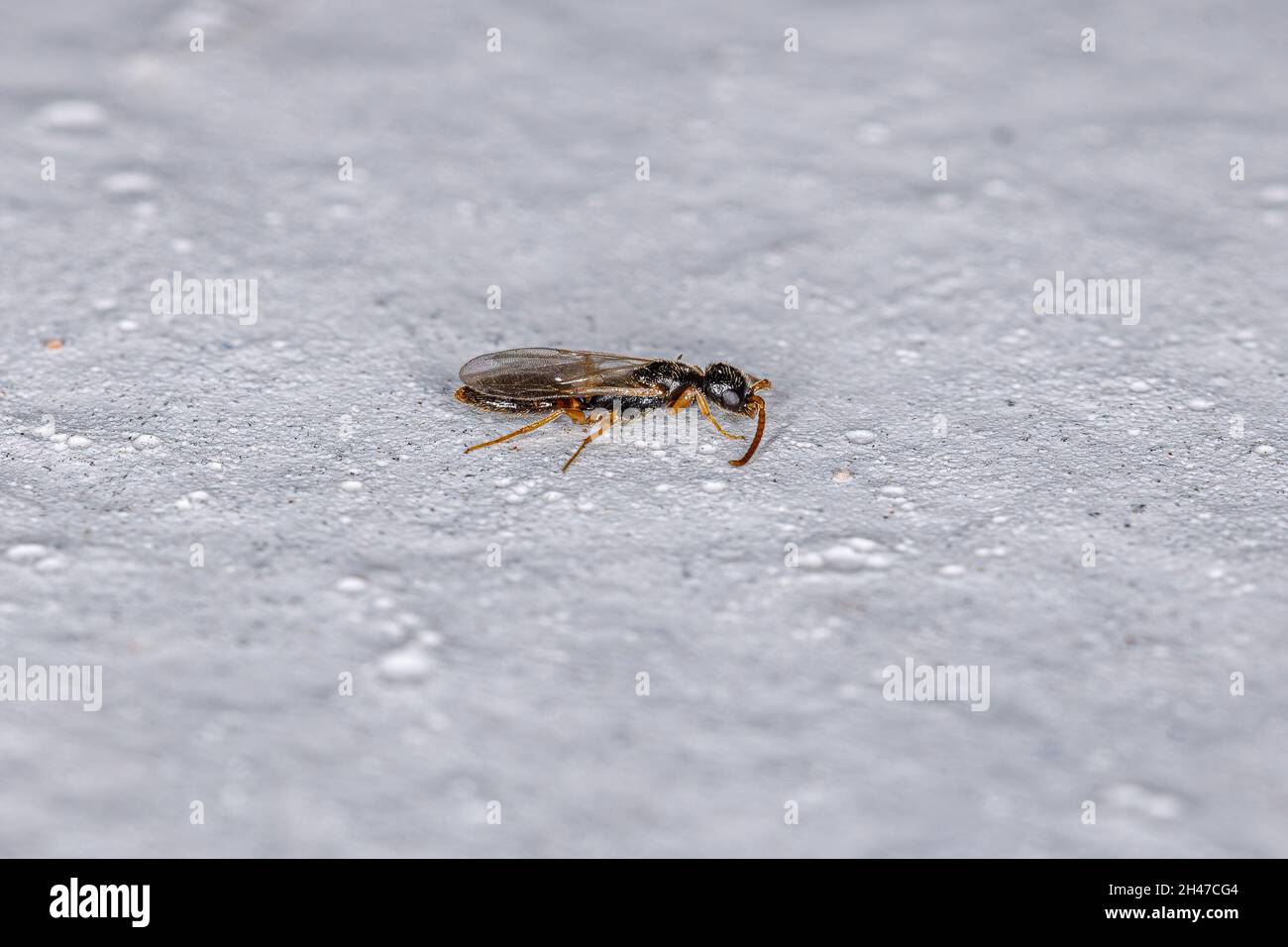 Adult Flat Wasp of the Family Bethylidae Stock Photo