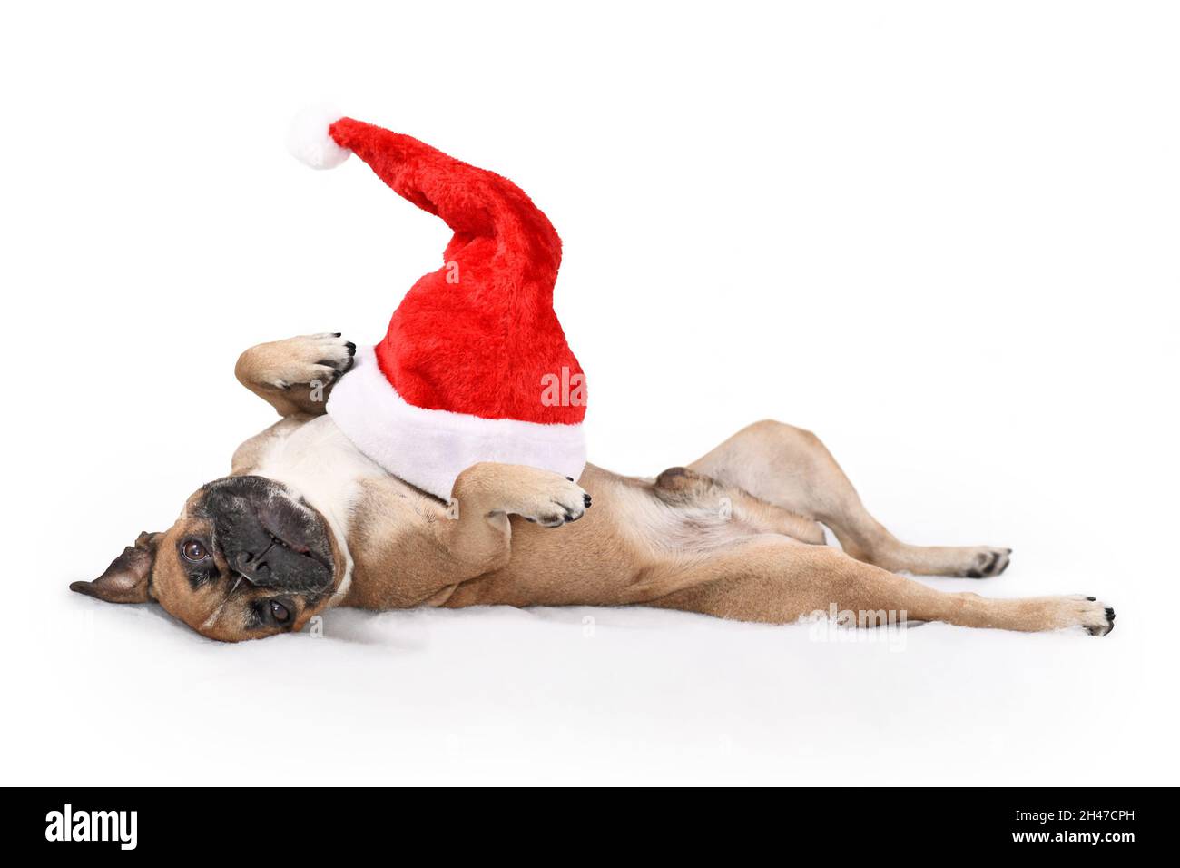 Silly French Bulldog dog with Christmas Santa hat on belly lying on back Stock Photo