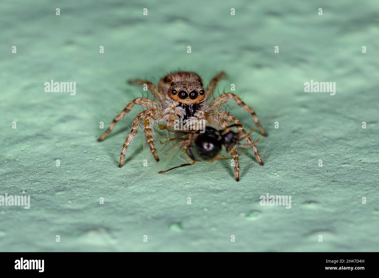 jumping spiders - Menemerus bivittatus and Plexippus paykulli