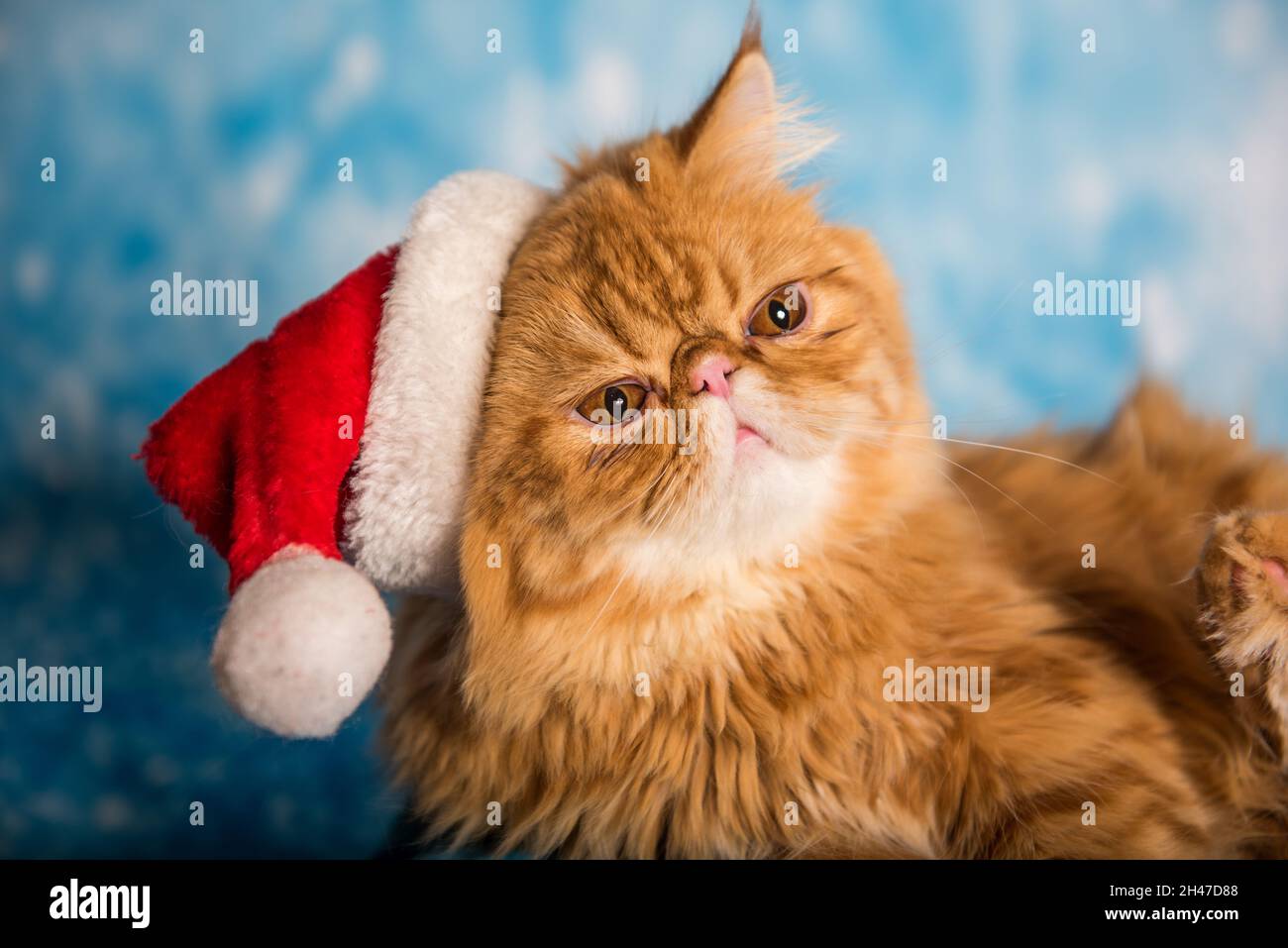 Angry cat in red Santa Claus hat on Christmas Stock Photo