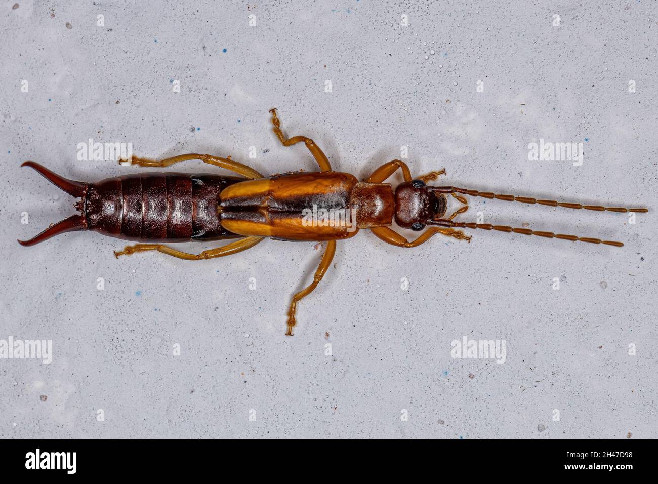 Adult Common Earwig of the Family Forficulidae Stock Photo