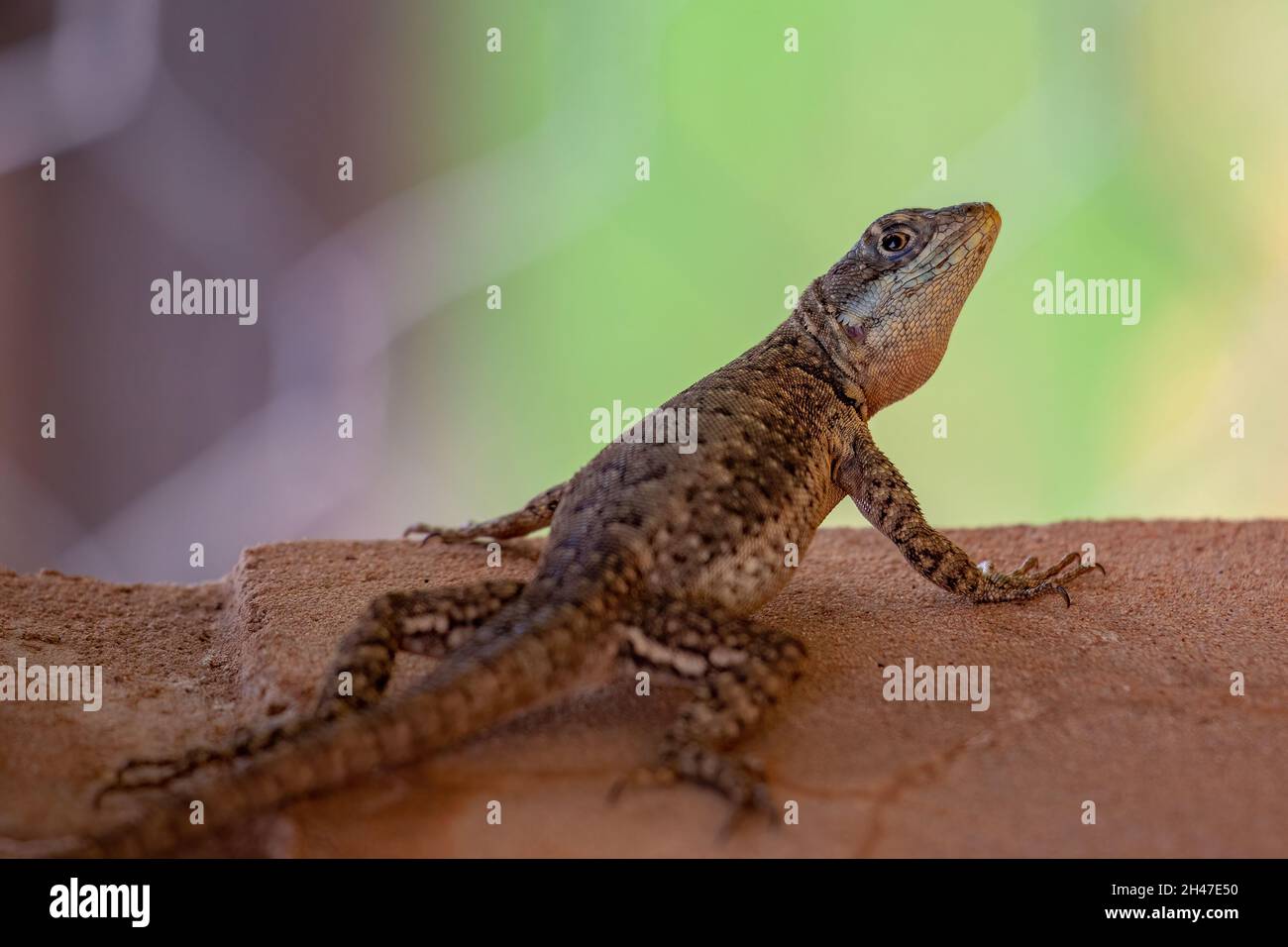 Small ground lizard of the genus Tropidurus Stock Photo - Alamy