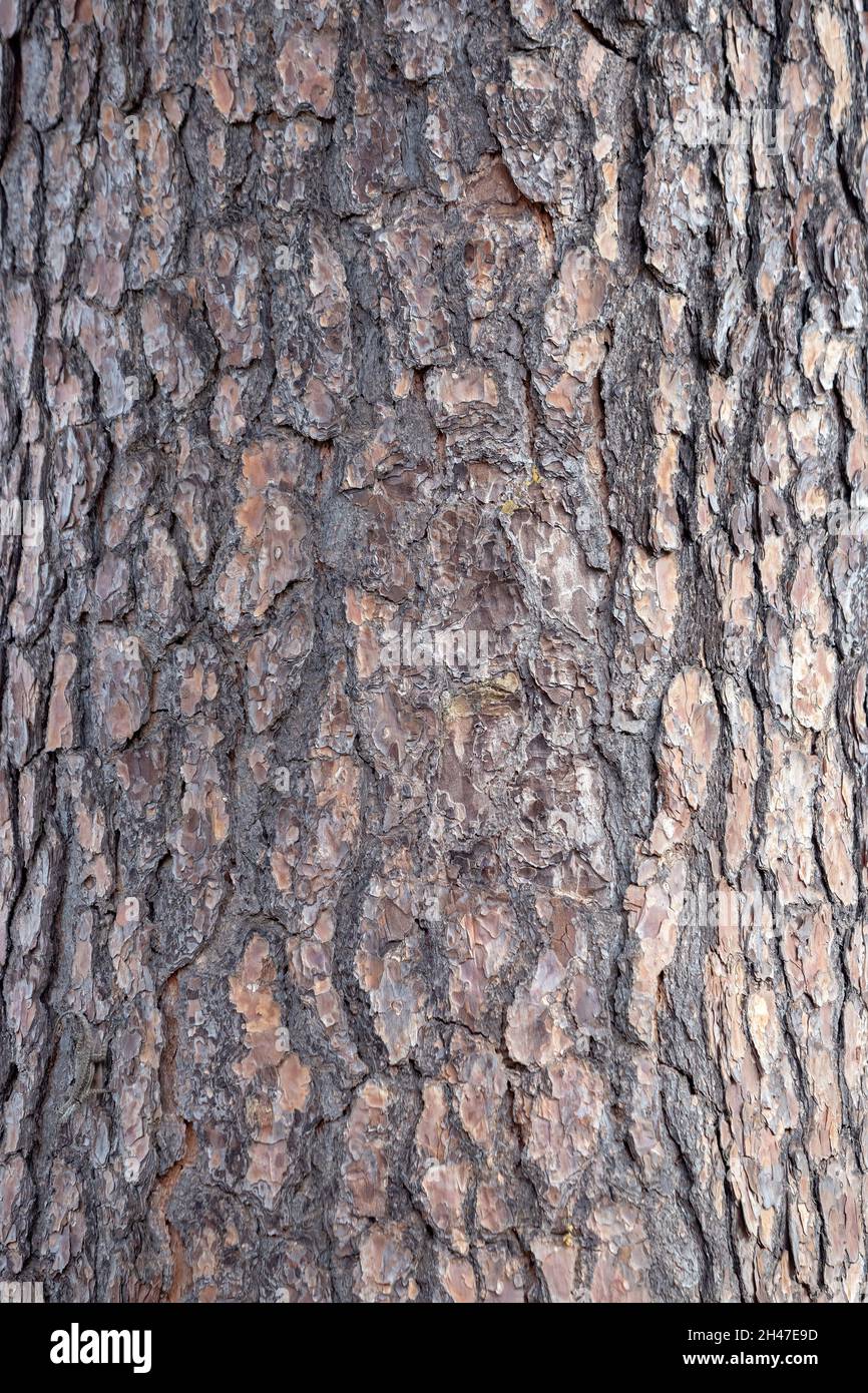 Big Pines Tree Trunk Texture of the Genus Pinus Stock Photo