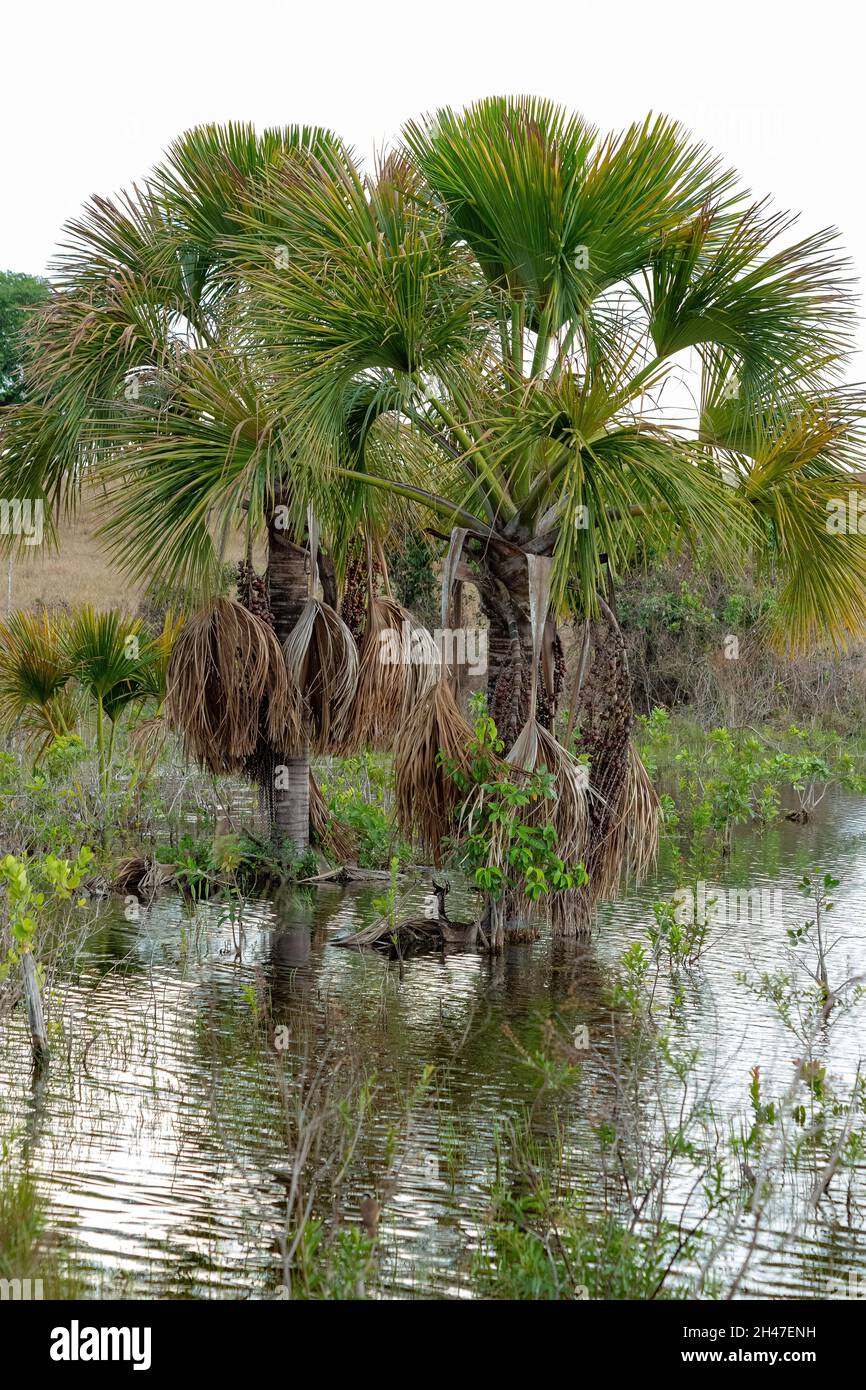Moriche Palm Tree of the species Mauritia flexuosa Stock Photo - Alamy