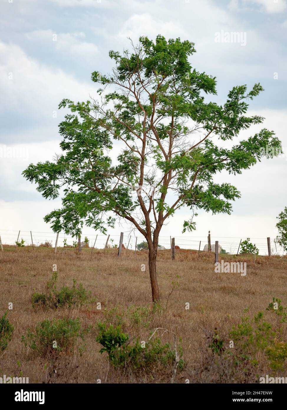Large dicotyledonous angiosperm tree with selective focus Stock Photo ...