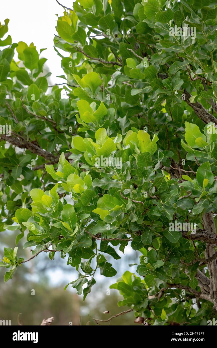 Sandpaper Green Tree of the species Curatella americana Stock Photo Alamy