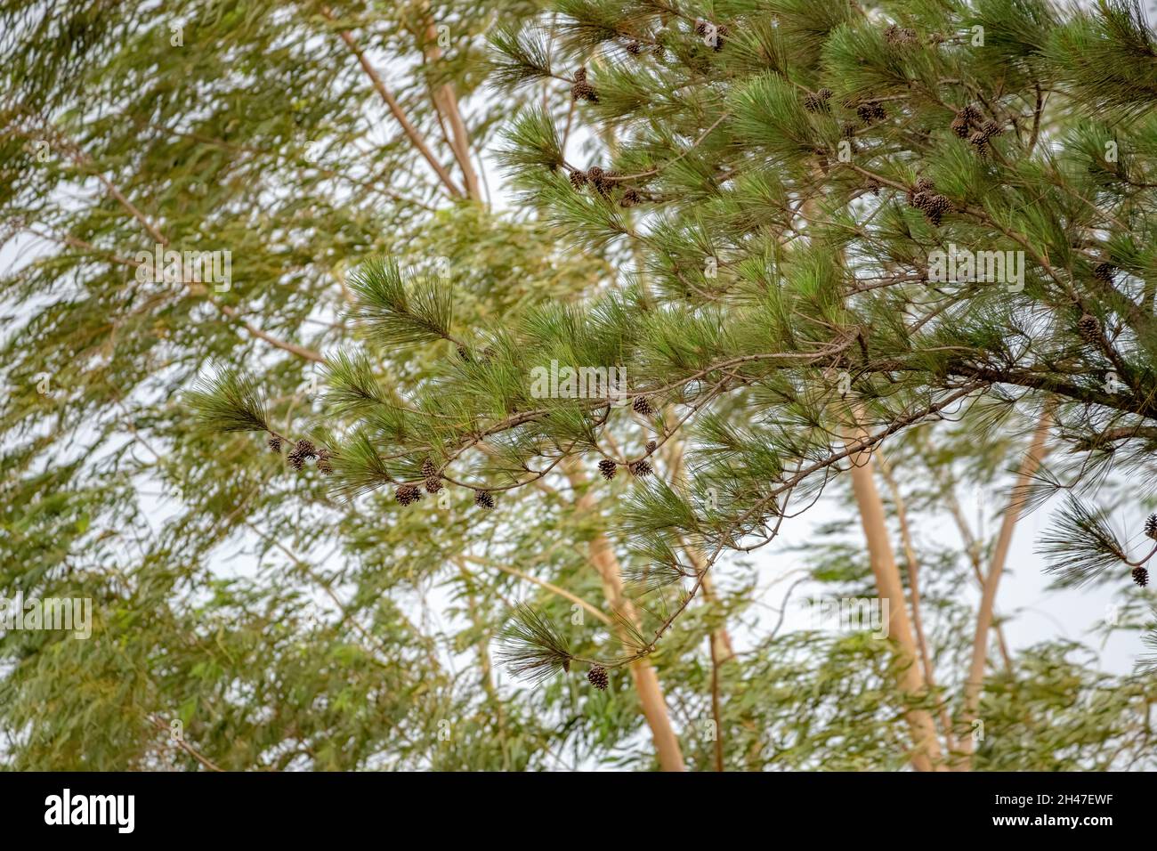 Big Pines Tree of the Genus Pinus with selective focus Stock Photo