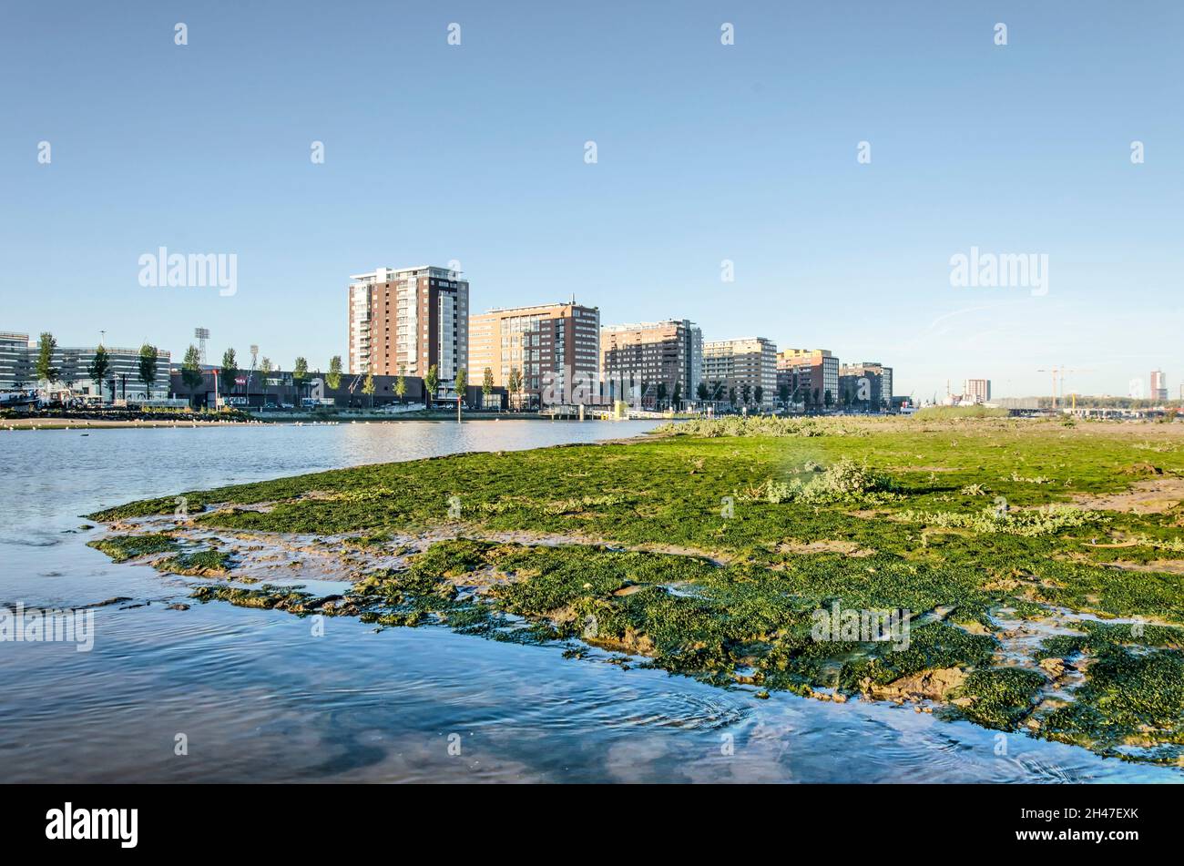 Rotterdam , The Netherlands, October 28, 2021: newly created tidal nature on Brienenoord island, with the city's skyline in the background Stock Photo