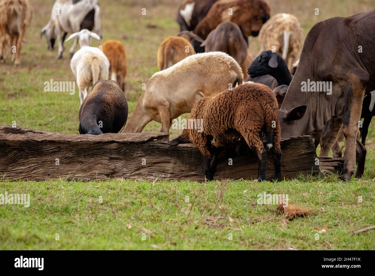 Group of cows and sheep in a drinking fountain in a pasture area of a farm Stock Photo Alamy