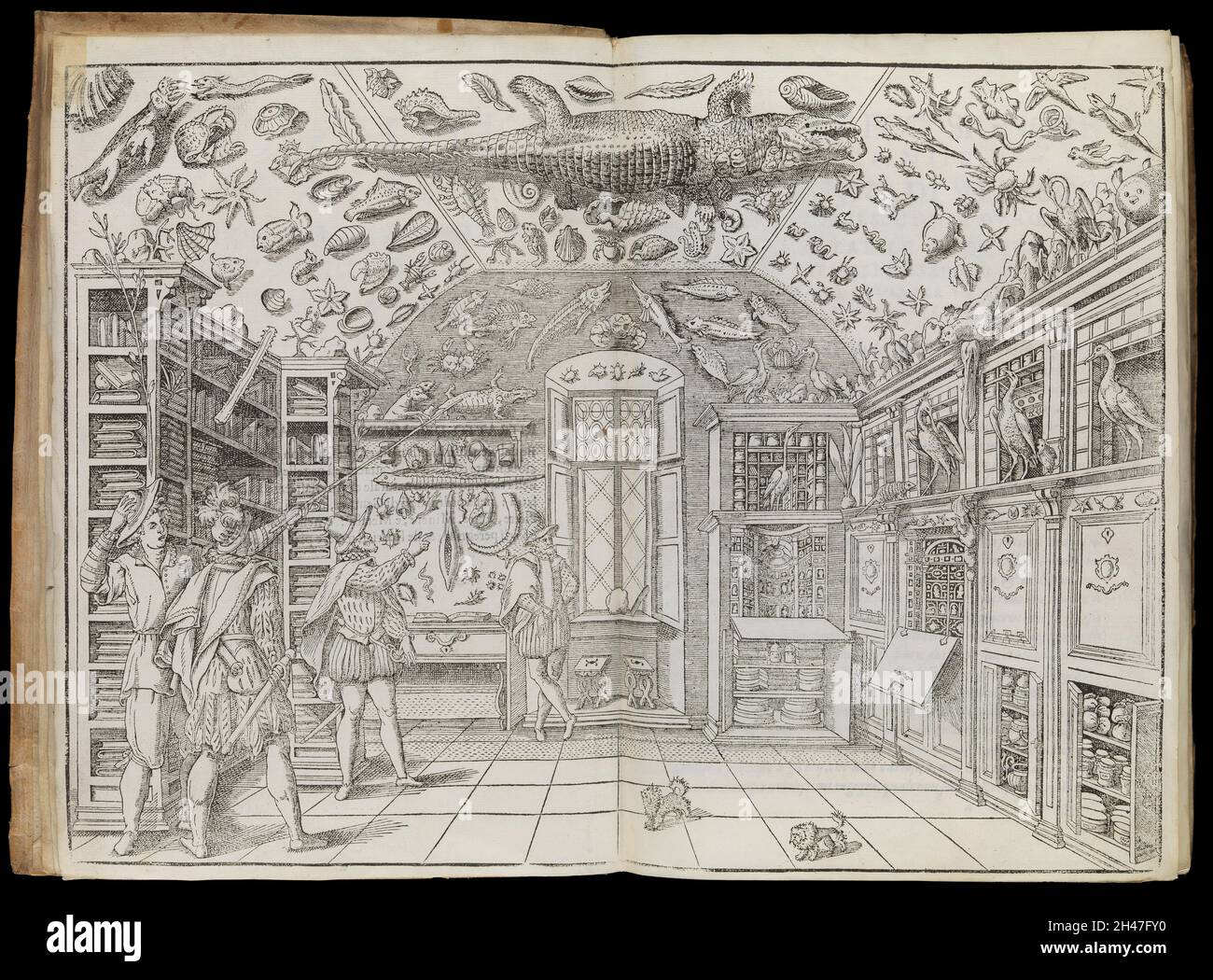 Woodcut of the Wunderkammer room, from Dell'historia naturale Stock Photo