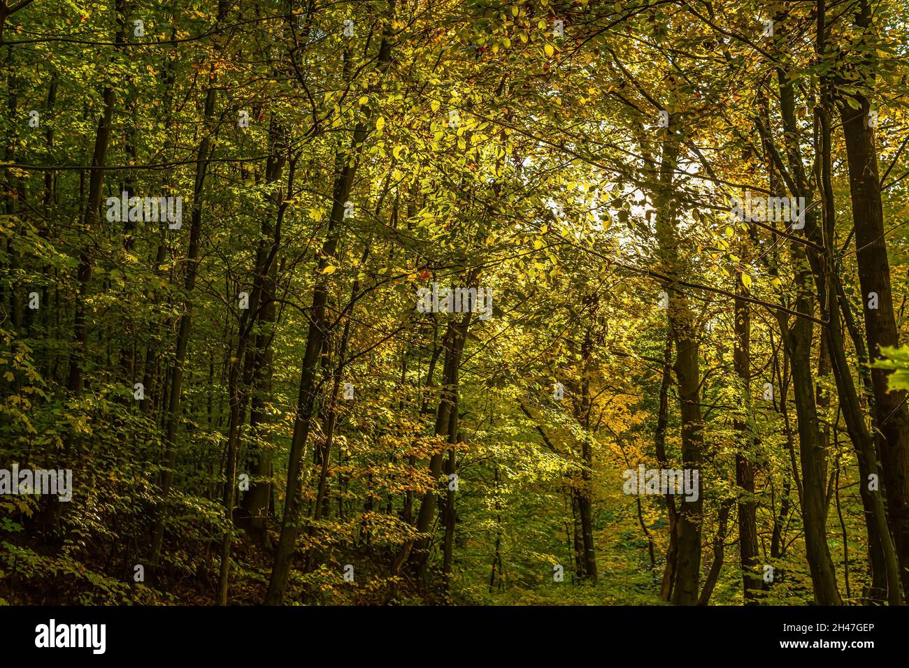 the-awesome-colors-of-autumn-leaves-glow-in-bright-autum-colors-in