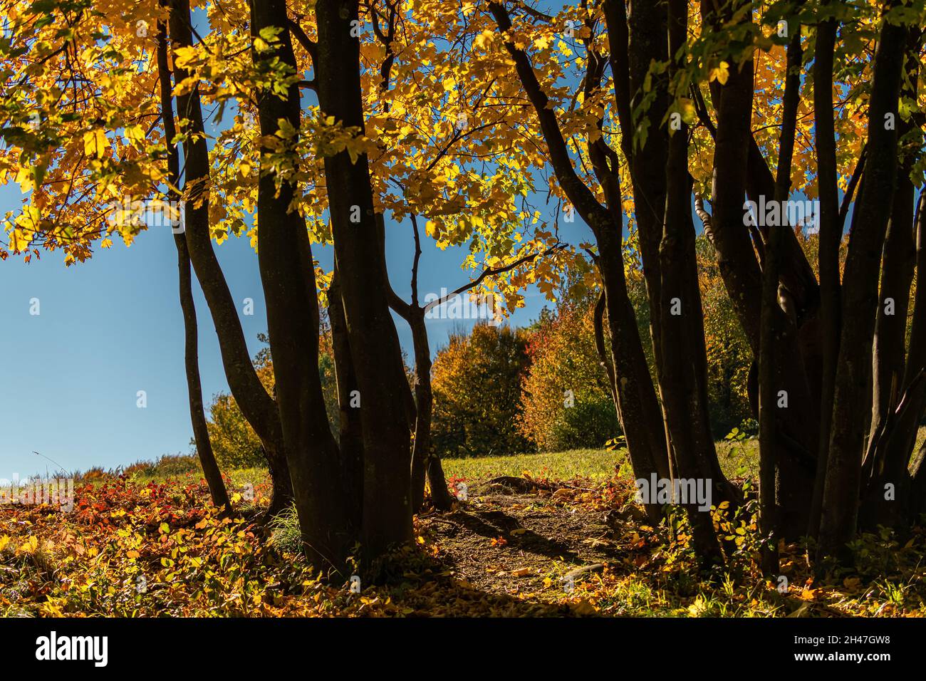 the-awesome-colors-of-autumn-leaves-glow-in-bright-autum-colors-in