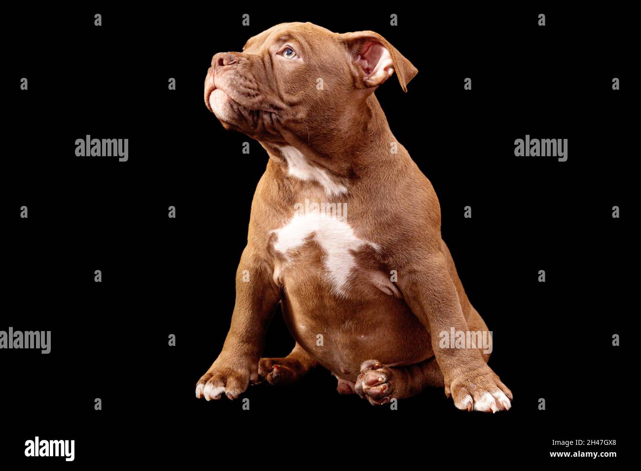 A brown American bully puppy with uncut ears Stock Photo Alamy