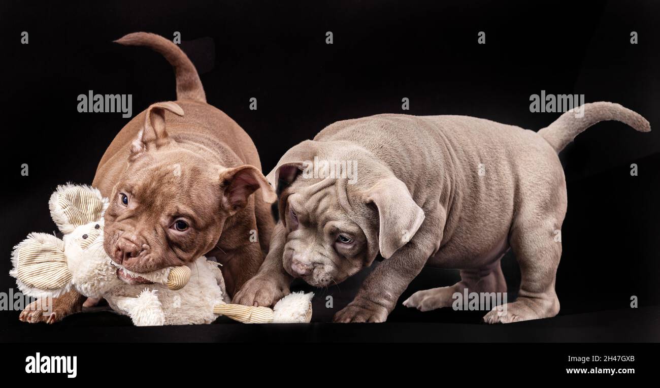 Two purple and brown American bully puppies with uncut ears play with a stuffed toy. Stock Photo