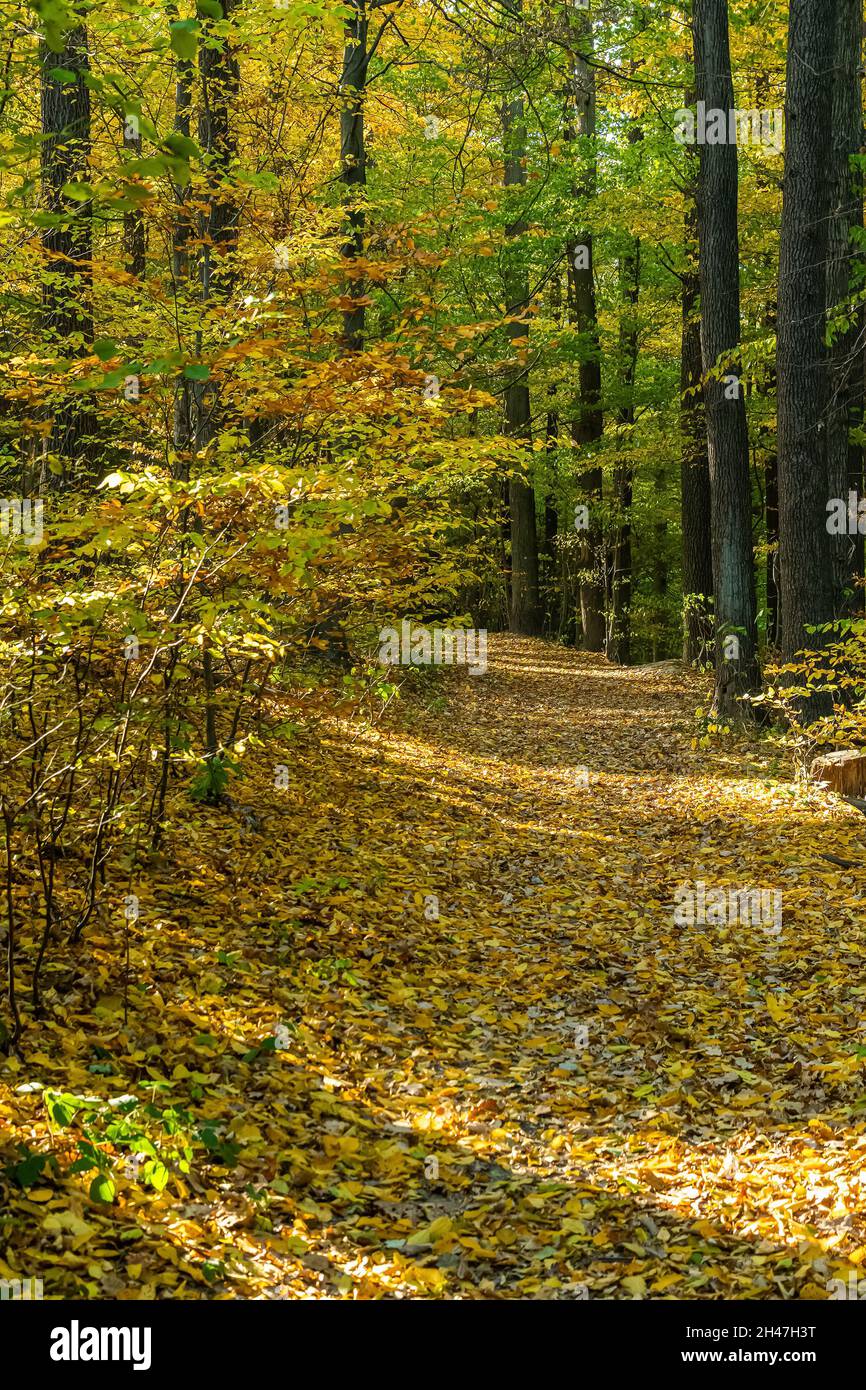 the-awesome-colors-of-autumn-leaves-glow-in-bright-autum-colors-in