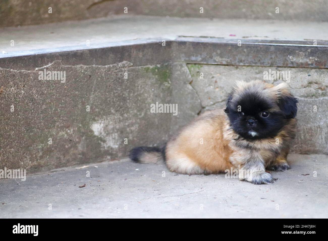 little fluffy Pekingese puppy playing on a sunny day in the yard Stock Photo