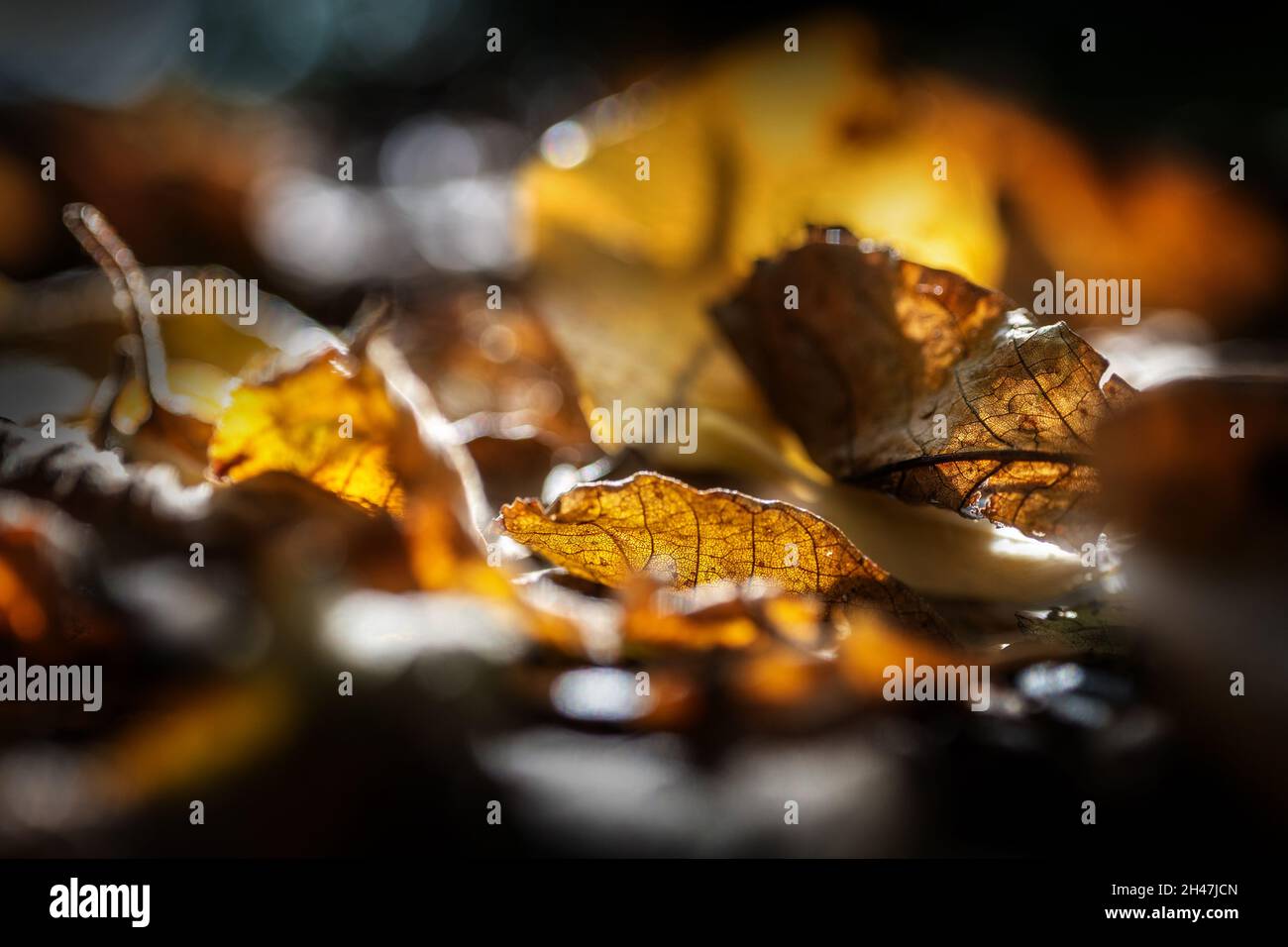 Golden colored autumn leaves in backlight on the dark forest ground, close-up shot as a seasonal background, copy space, selected focus, very narrow d Stock Photo