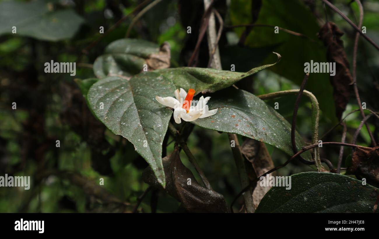 Close up of a fallen Night flowering jasmine flower on top of a leaf Stock Photo