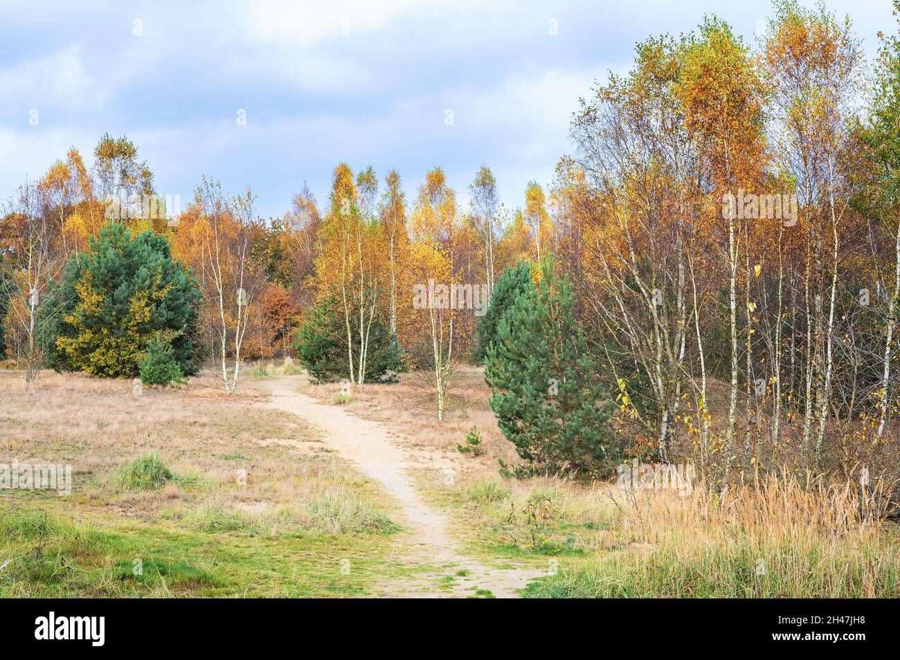 Footpath through an autumn forest of young pines and birches with golden and red leaves, seasonal landscape, ecology concept, copy space, selected foc Stock Photo