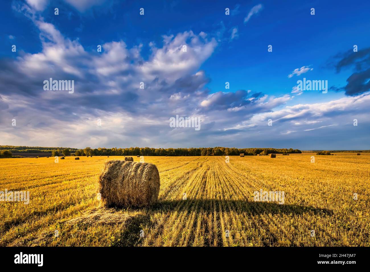 A field of golden haystacks on an autumn day, illuminated by sunlight ...