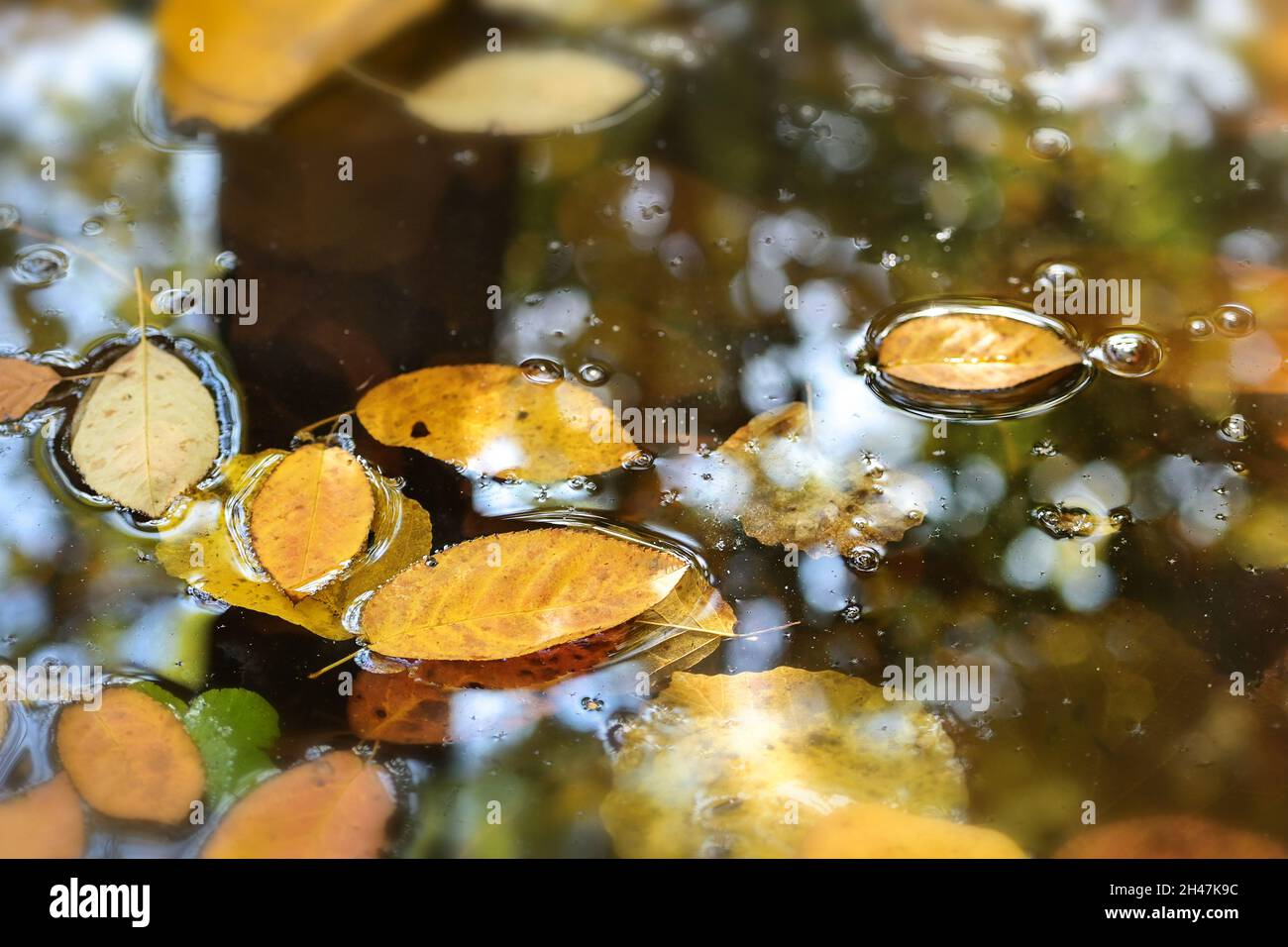Golden colored autumn leaves have fallen into the lake and are floating on the water, seasonal nature background, copy space, selected focus, narrow d Stock Photo