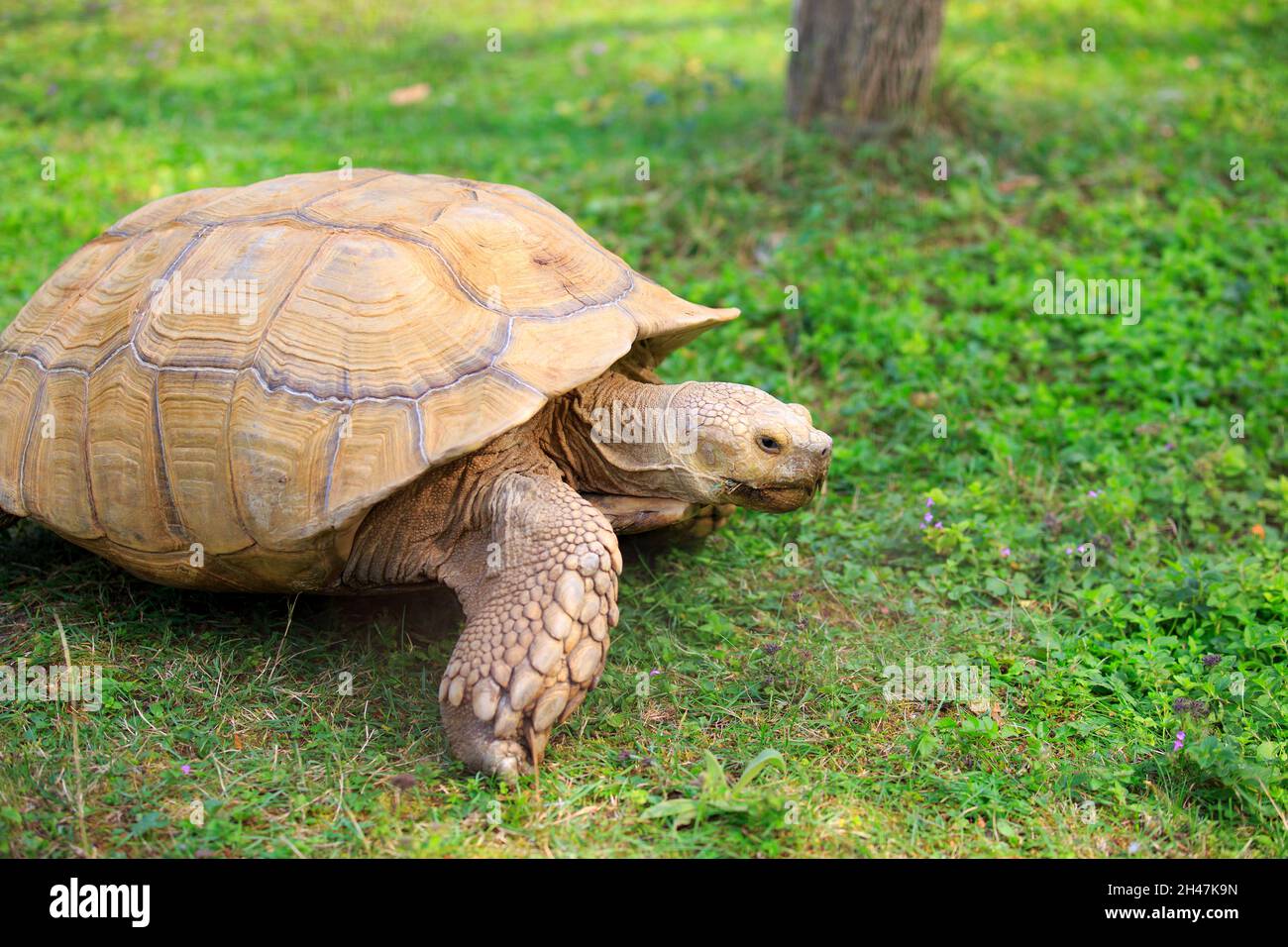Worlds oldest living animal hi-res stock photography and images - Alamy Worlds oldest living animal hi-res stock photography and images - Alamy