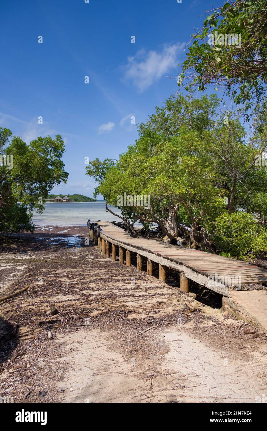 A wooden jetty lined by mangrove trees (Rhizophora mucronata) at low tide, Kenya, East Africa Stock Photo