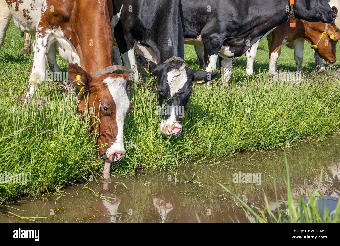 Cows drinking water, head down, green grass on the edge of the creek a