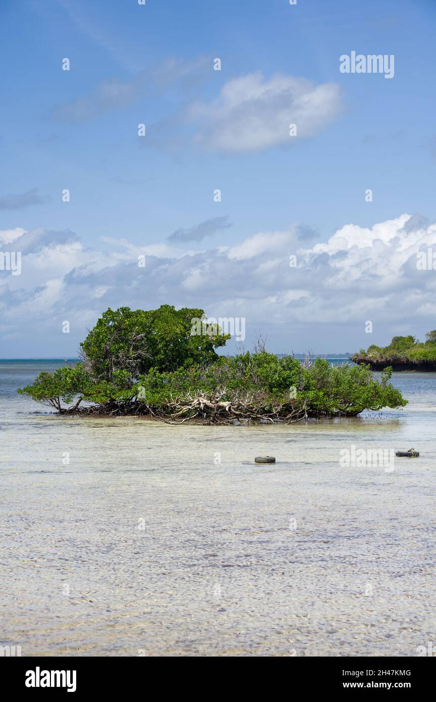 Mangrove trees (Rhizophora mucronata) at low tide, Kenya, East Africa Stock Photo