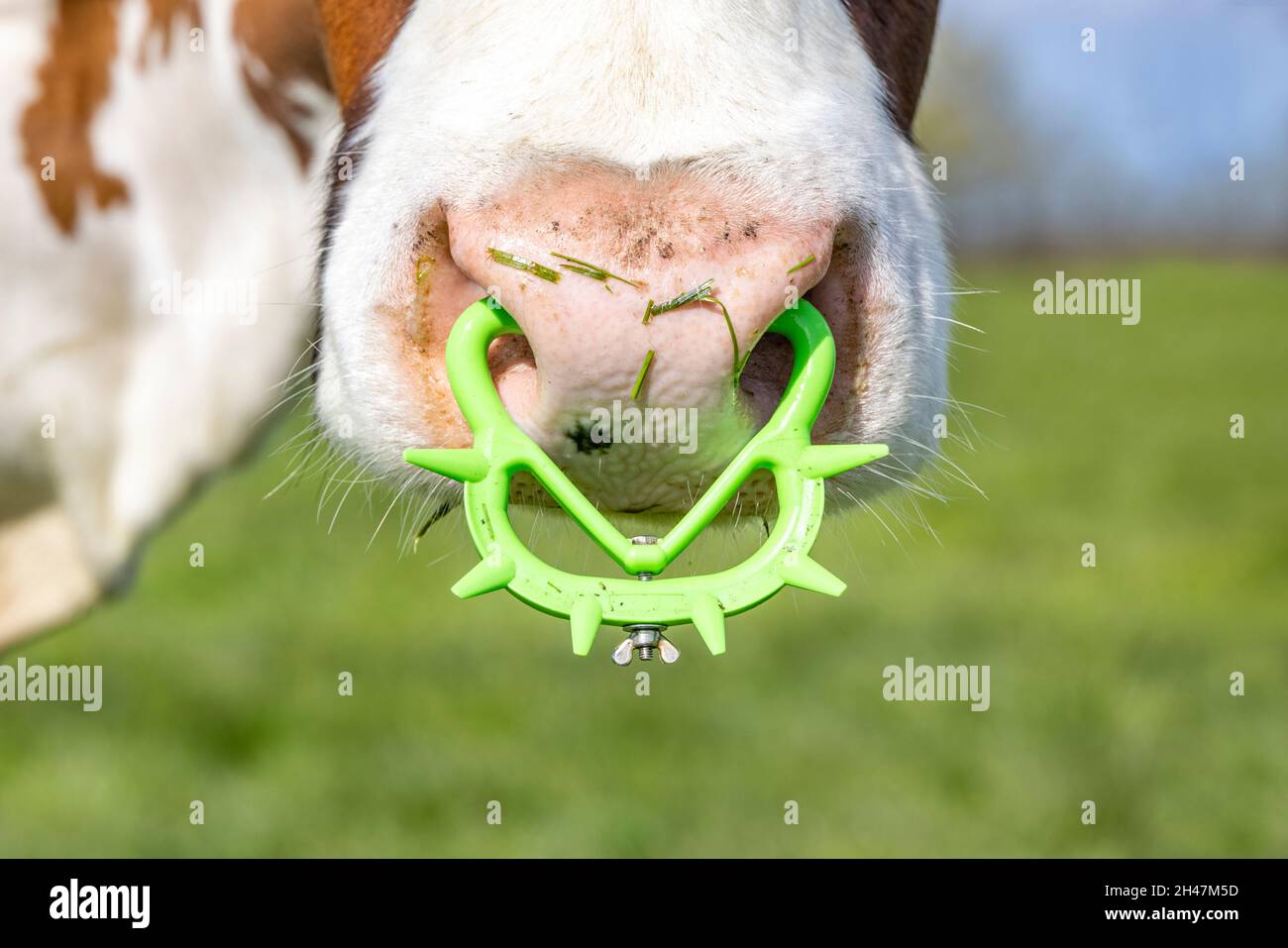 Pink nose of a cow with spiked nose ring, a maverick calf weaning ring of bright green yellow plastic. Stock Photo
