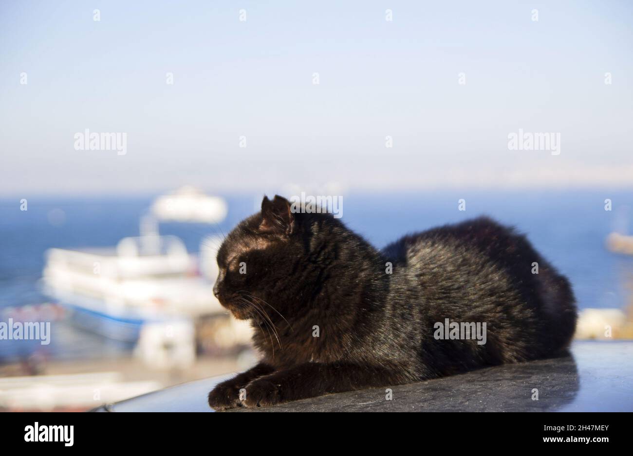 Black cat relaxing on a car roof in Istanbul Stock Photo