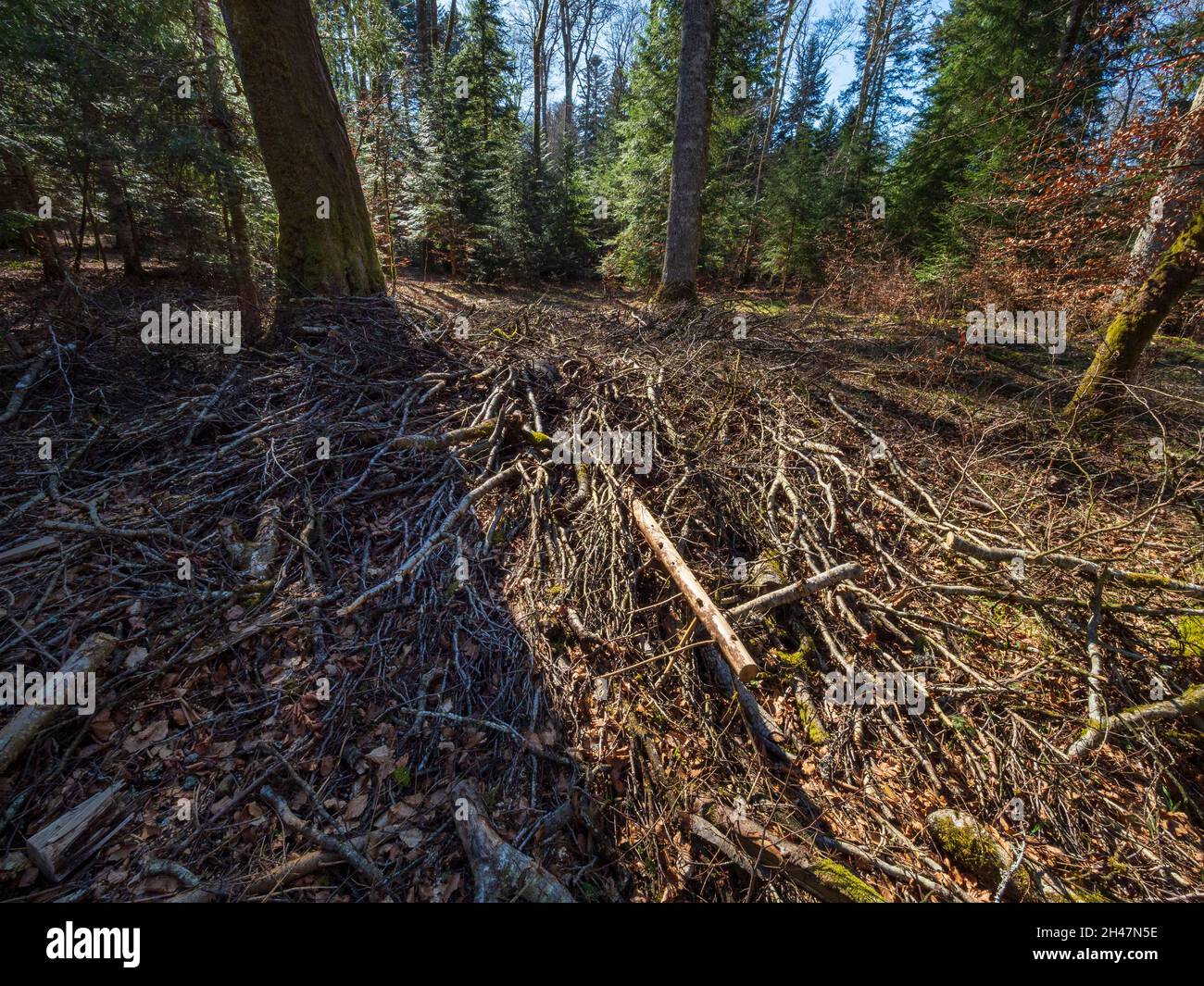 Branches left on the ground after forest maintenance work. Stock Photo