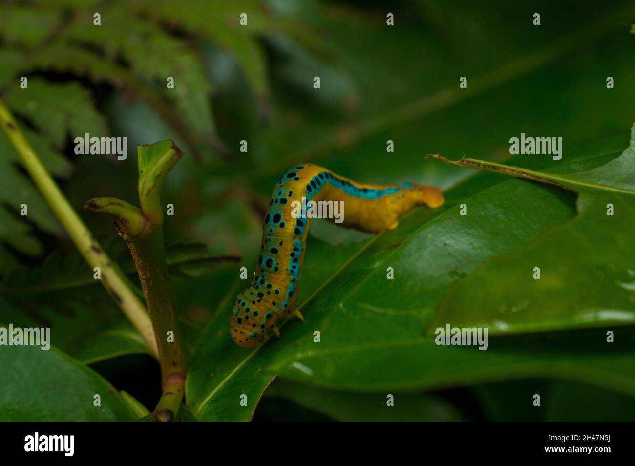 Caterpillars are the larval stage of butterflies and moths. Most of them are herbivorous and agricultural pest. They have worm like bodies Stock Photo