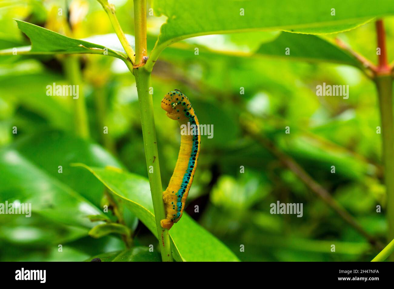 Caterpillars are the larval stage of butterflies and moths. Most of them are herbivorous and agricultural pest. They have worm like bodies Stock Photo
