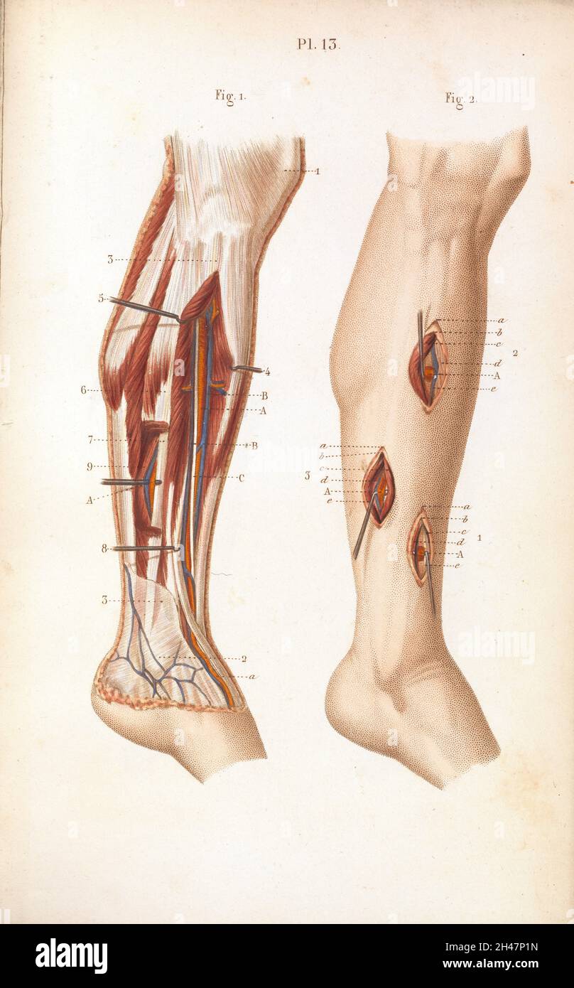 Anterior tibial artery hi-res stock photography and images - Alamy, image size:808x1390