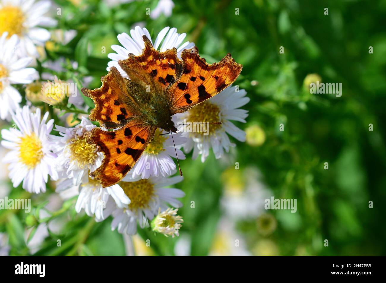 comma butterfly Stock Photo