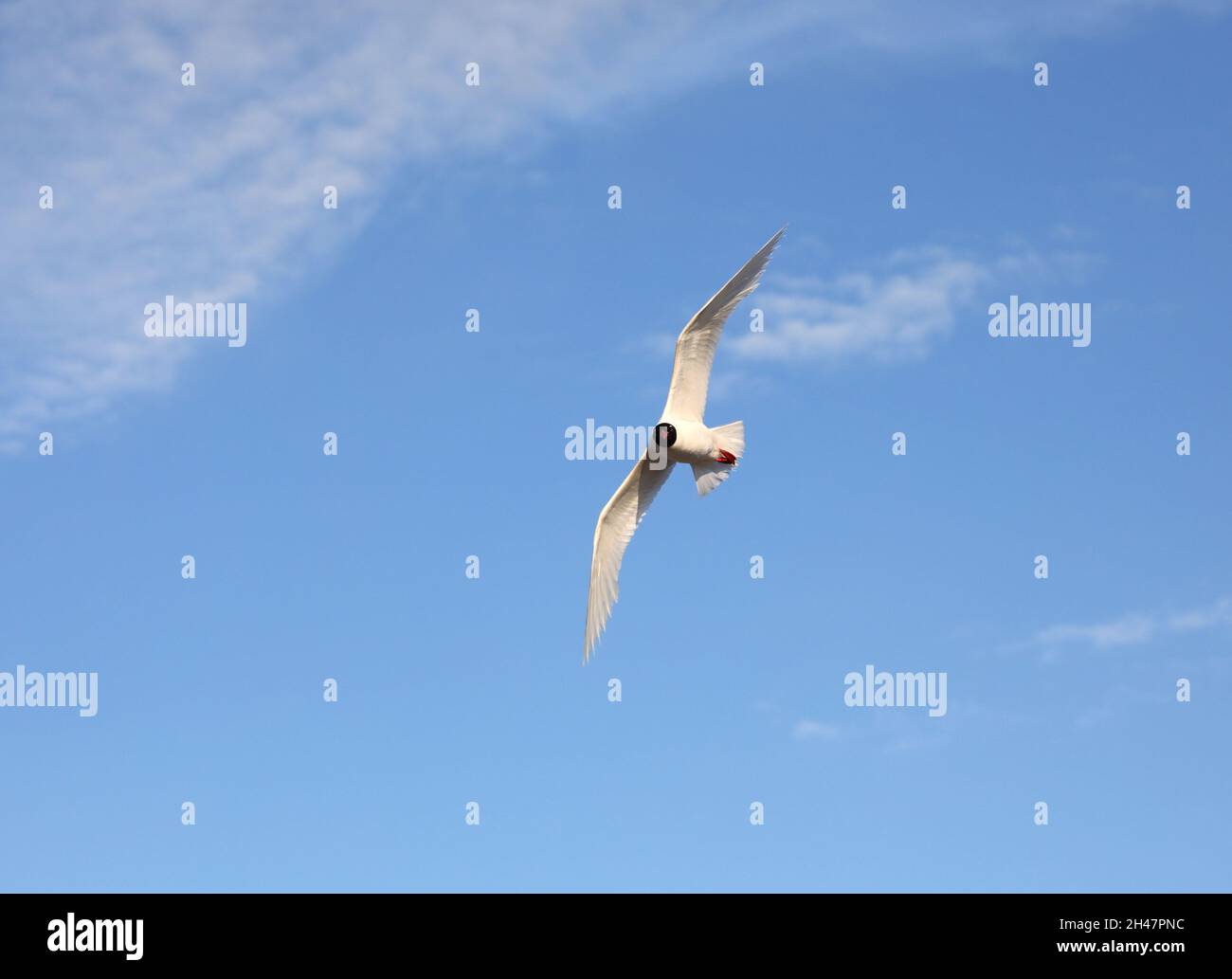 white seagull with black head flies high in the blue sky in summer Stock Photo