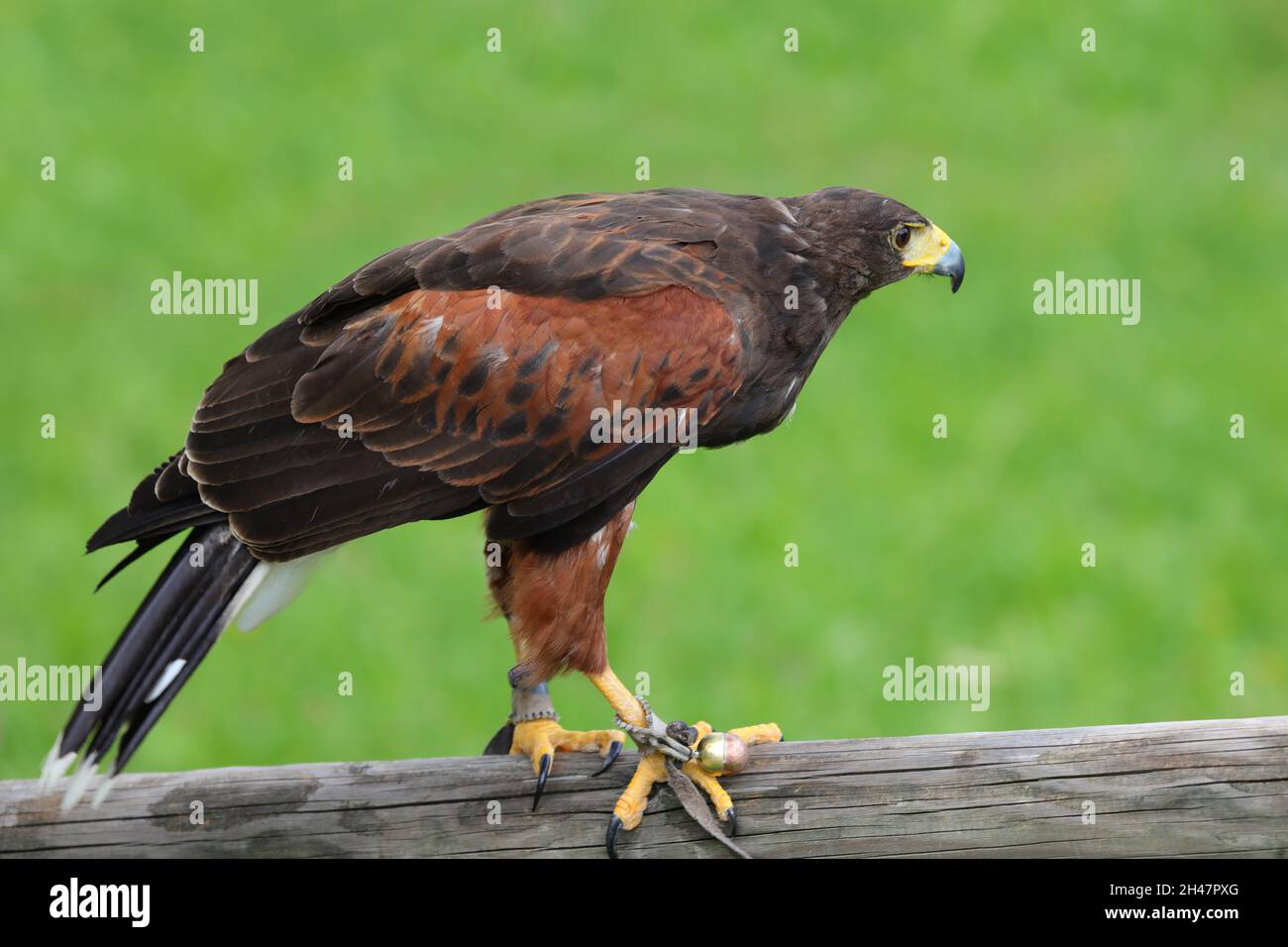 harris buzzard is a bird of prey with brown plumage perched on a branch Stock Photo