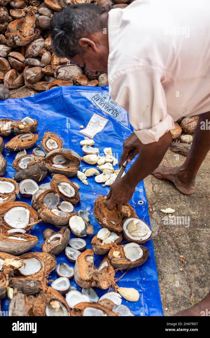 An Indian employee sorting out the coconut husks before chopping them into small slices at Philipkutty's farm, a luxury holiday resort in Kottayam in Stock Photo