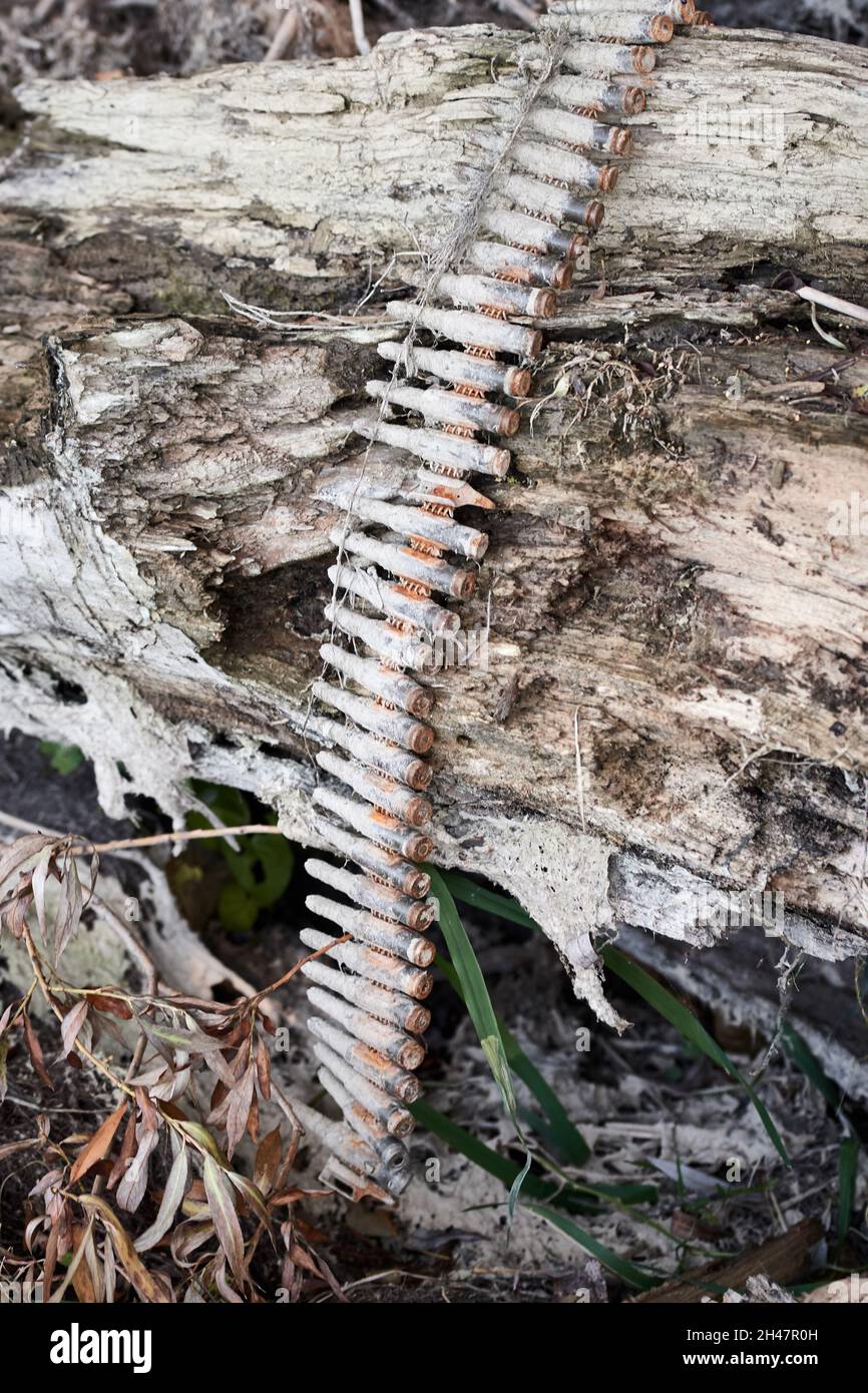 Old bullet belt with machine gun ammo on a tree trunk in the forest. Stock Photo