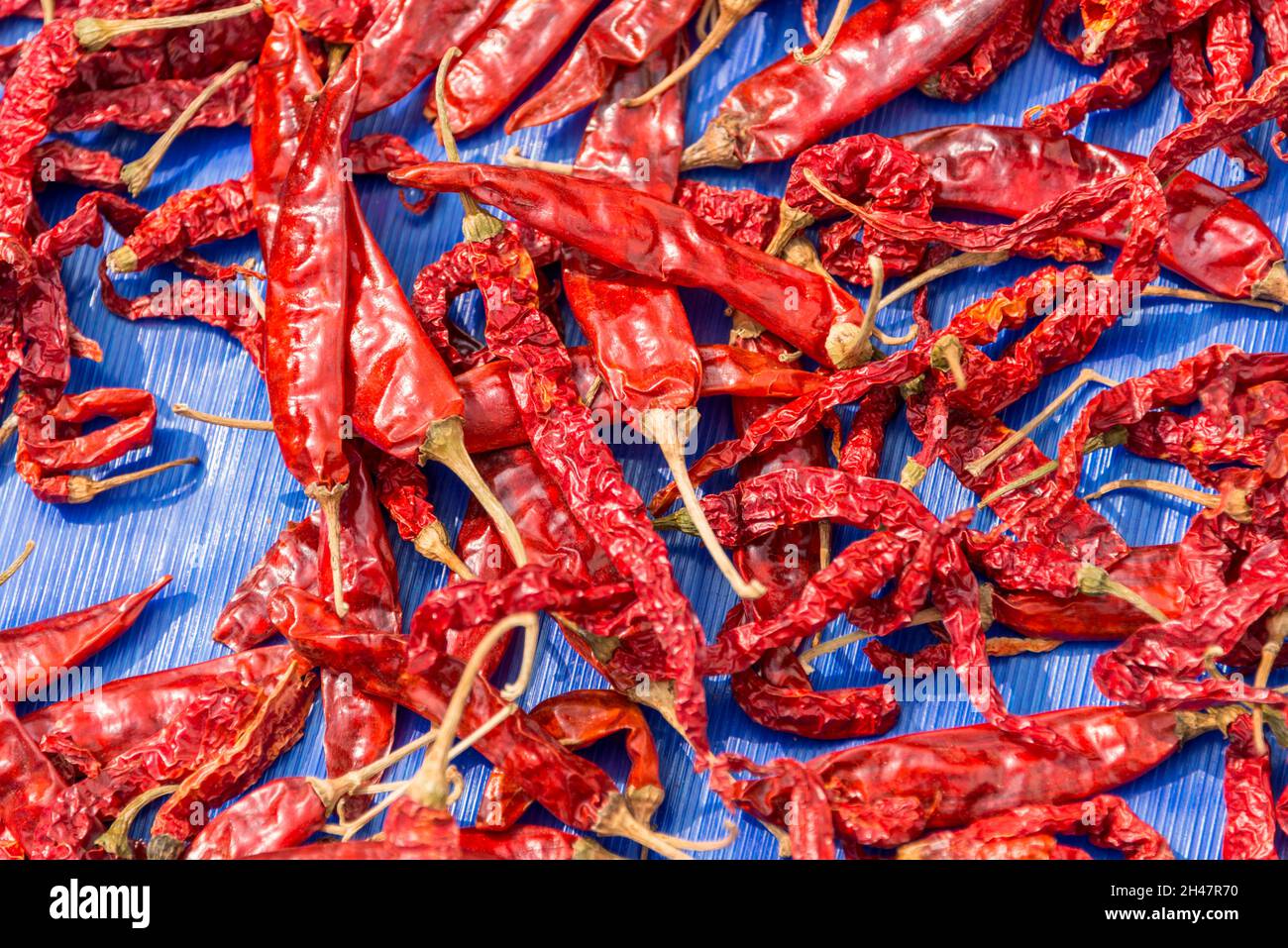 Red hot chilli peppers being dried in the sun at Philipkutty's farm, a ...