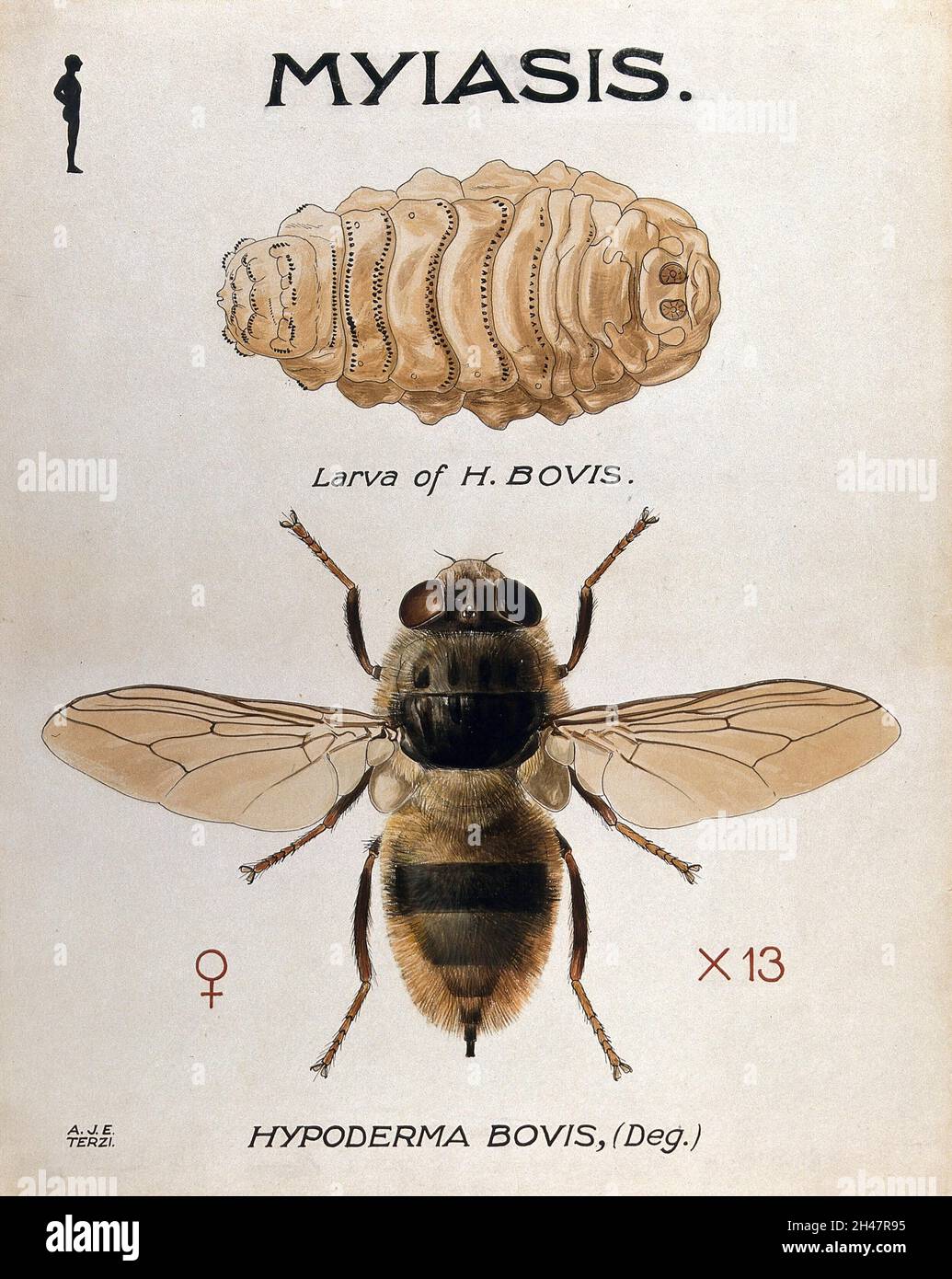 The larva and fly of the ox warble-fly (Hypoderma bovis). Coloured drawing by A.J.E. Terzi. Stock Photo