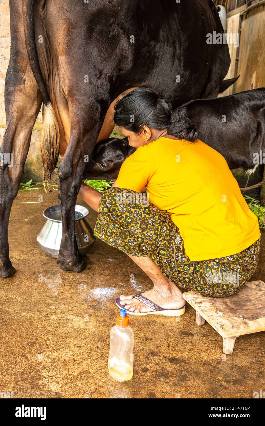 A Farm Worker Milking A Cow By Hand At Philipkuttys Farm A Luxury Holiday Resort In Kottayam 