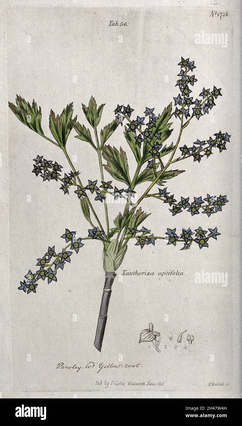 Yellow root plant (Xanthorhiza apiifolia) flowering stem and floral