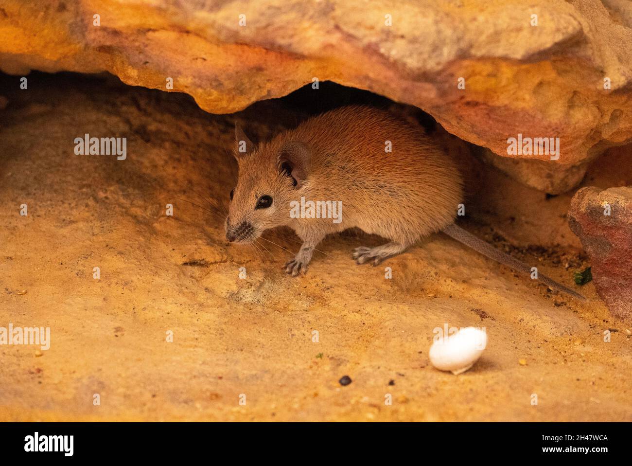 Golden Spiny Mouse (Acomys russatus)  It is omnivorous and feeds on seeds, desert plants, snails, and insects. Living in desert regions, it is a xeric Stock Photo