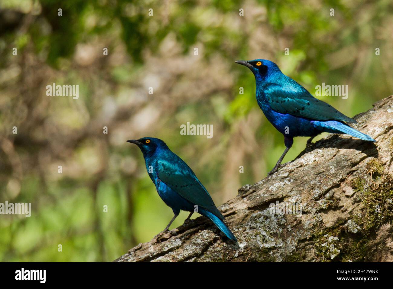 Greater blue-eared glossy starling (Lamprotornis chalybaeus). This glossy starling is found in the bushlands and woodlands of Africa. It forms large f Stock Photo