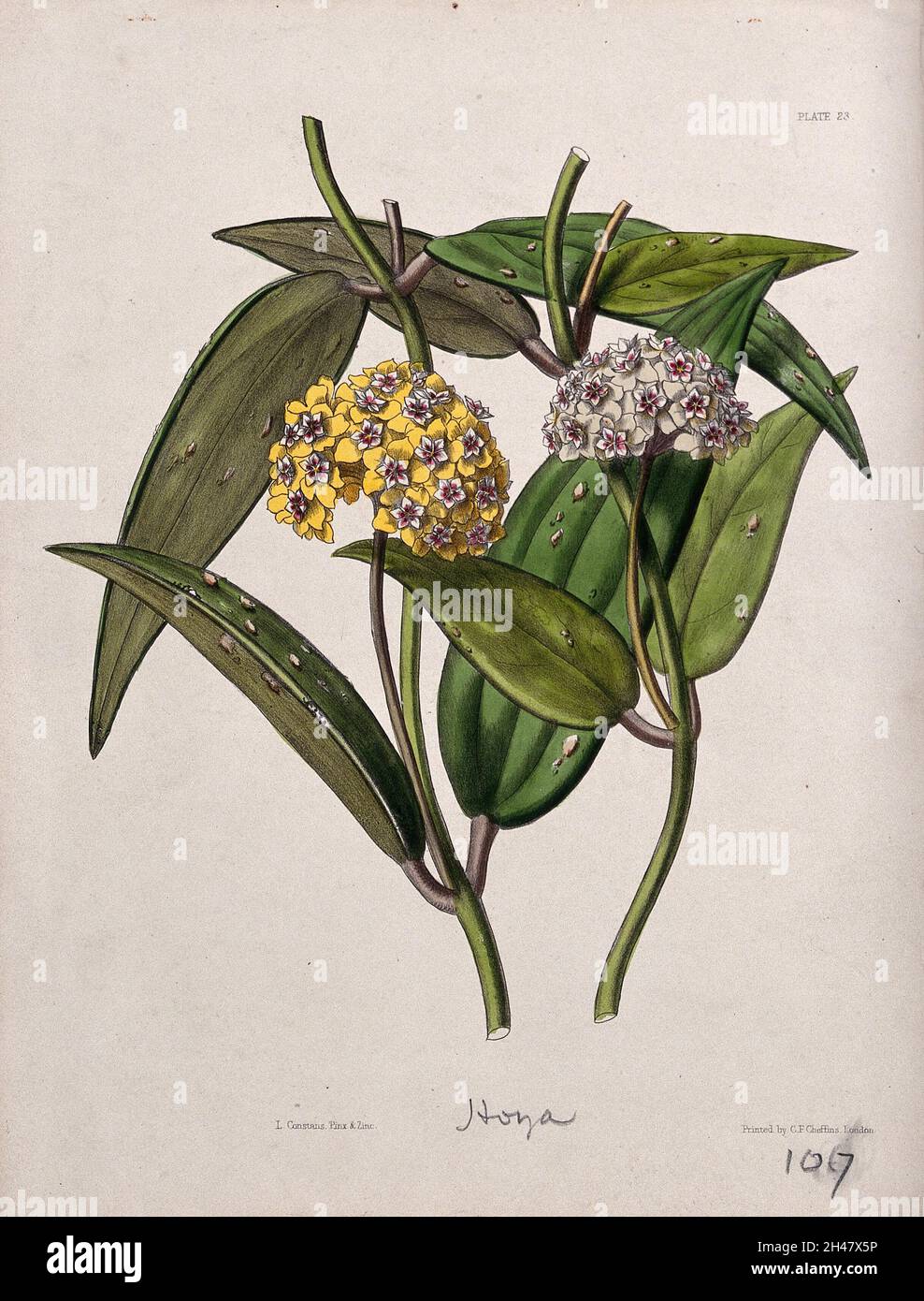 Hoya Species Print Houseplant Varieties ID Chart Featuring 